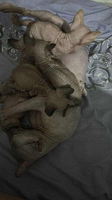 тени подводки для глаз: Набор косметики, Maybelline, 2 продуктов — 1