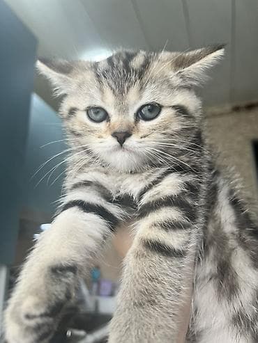 ordek balası: Britan, Dişi — 4