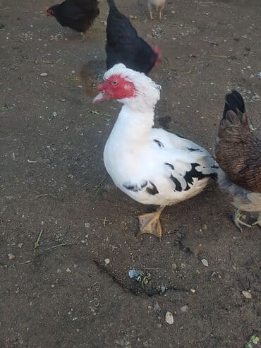 Inəklər, öküzlər: Erkək, | Lal ördək, Damazlıq, Ünvandan götürmə — 6