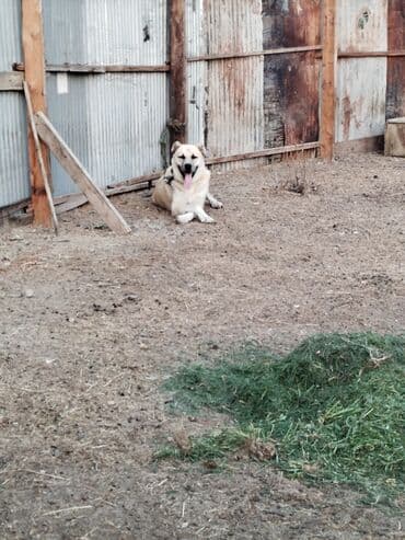 it adları erkək: Kanqal, Erkek, Ünvandan götürmə — 2