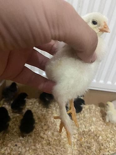 qaz cücesi: Toyuq cücələri, Ətlik — 2