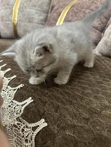 maraqli pişik adları: Britan — 4