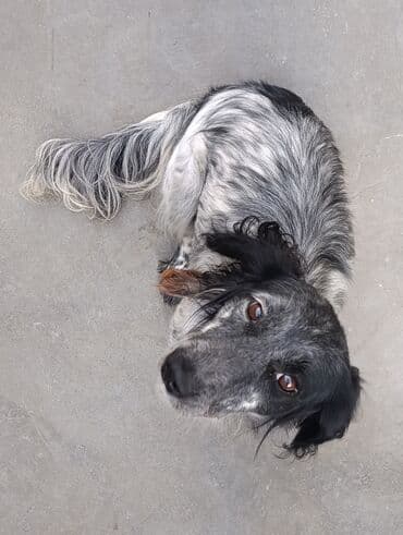 Koker spaniyel, 2 il, Dişi, Ünvandan götürmə