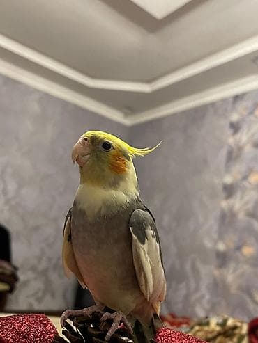 Nimfa (Cockatiel) papuqayları – cüt Babacık deyir,müxtəlif mahnılar