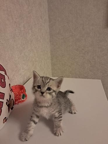 itler pikines type 1: Britan — 6