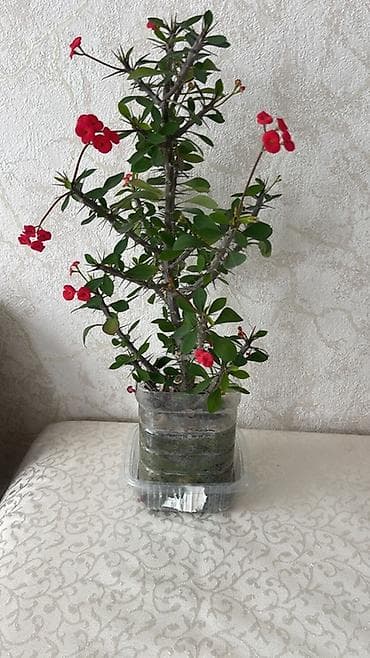 Комнатные растения: Ev bitkiləri kolleksiyası - Euphorbia milii (Tikanlı tac) – qırmızı — 3