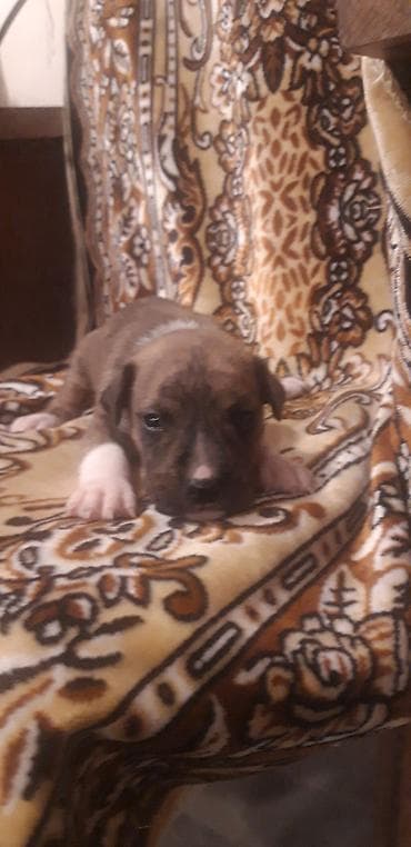 ağ haski: Pitbul — 8