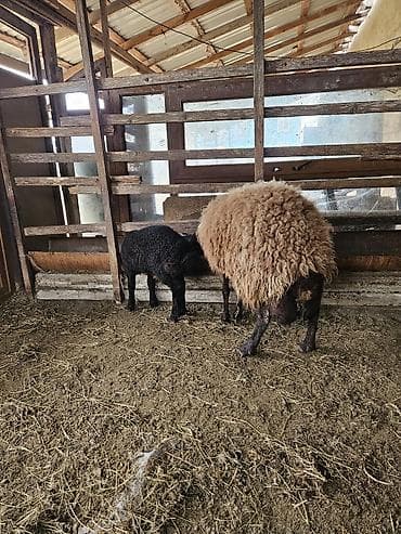 Atlar: Qoyun ana-bala cütü - Cins: Yerli qaragül tipli (qara quzu — 3