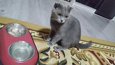 Şotlan erkek