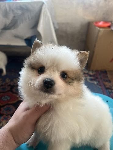 bala pitbul: Şpitz — 4