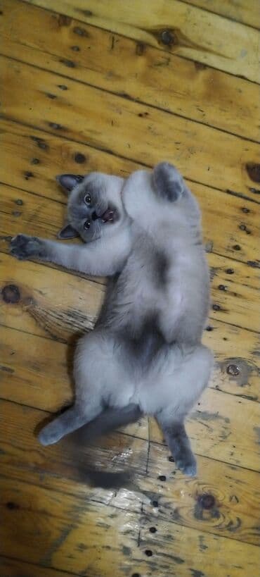 pişik latoku: Britan, Dişi — 4