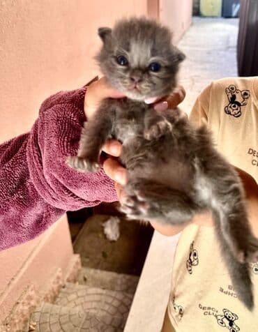 scottish pişik: Şotland yastı qulaq — 2