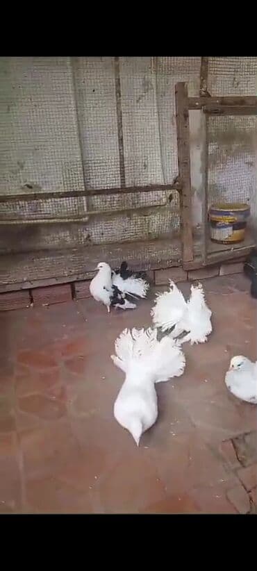 hələb kecilərin qiyməti: Salam pavlinlər satılır Rusiya və Alman sortudu bir ədədi 10 manata — 1