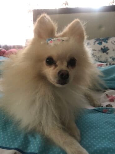 собака шпиц: купить: Шпиц, 6 месяцев, Самец, С прививками, Самовывоз — 1