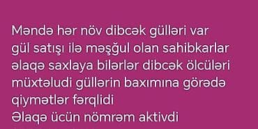 gul toptan satış: Müxtəlif ölçülərdə dibçək gülləri. - Gül satışı ilə məşğul olanlar — 1