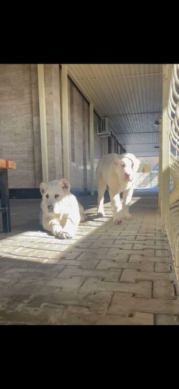 afçarka iti qiymeti: Alabay, 3 ay, Erkek — 4