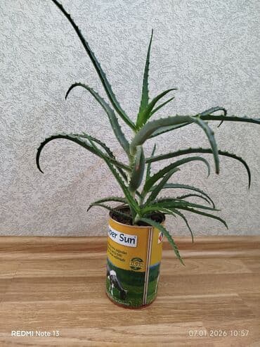 Əzvay bitkisi. Müalicəvidi. (Aloe)