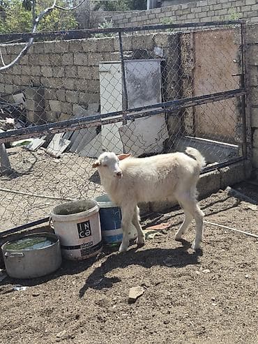 K/t heyvanları və malları: Salam saglam arpa yonca yeyen heyvandı real alıcılar zeng vursun — 2