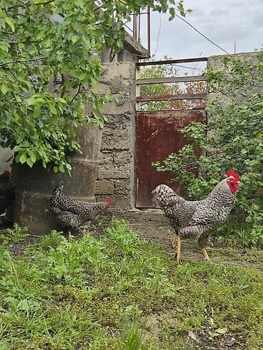 toyuq yumurtasi satisi: Toyuq, Damazlıq — 3