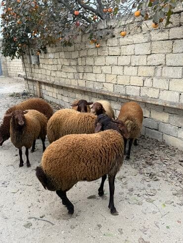 Erkək, Qala, il: 1, 65 kq, Damazlıq, Ünvandan götürmə