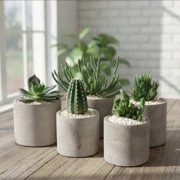 Alfa Romeo: Minimalist sukulent/kaktus dəsti - Müxtəlif növlər: kaktus, echeveria — 1