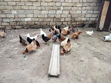 sort toyuqlar: Toyuq, Yumurtalıq — 2