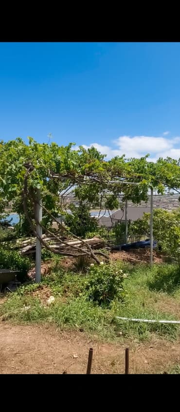 6 sot, Kupça (Çıxarış) lalafo.az -da 6 sot, Kupça (Çıxarış)