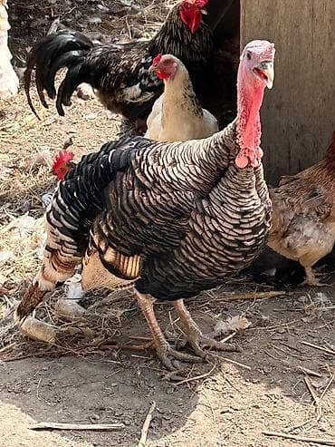 hind guşu: Dişi, Damazlıq — 3