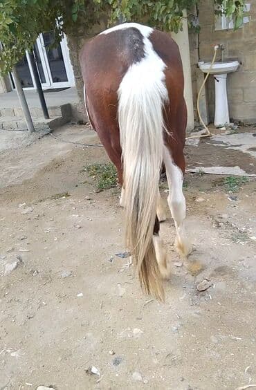 ərəb dovşanı: Erkək, Ərəb, il: 4, Pulsuz çatdırılma — 6