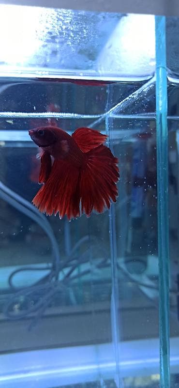 akvarium: Betta (Petuşok balığı), Ünvandan götürmə — 8