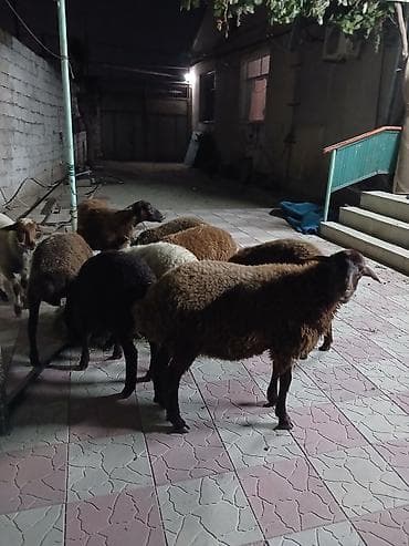 erkək quzular: 9 baş tam sağlam quzular satılır erkeydə var dişidə var qiymətlər — 7