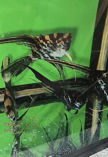 Mələk balığı (skalyari), Sülhsevər