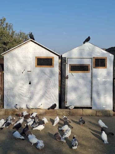 электрическая машинка для стрижки овец: Quş damılar satılır — 1