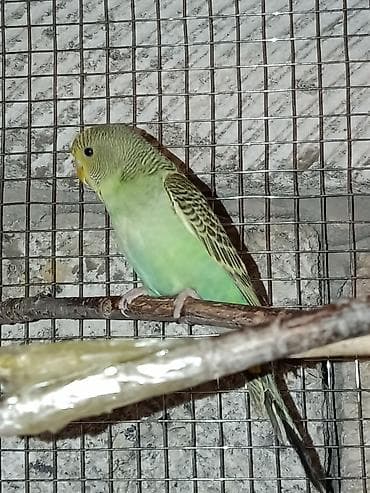 Tutuquşları: ) - Növ: Dalğalı tutuquşu (budgerigar) - Rəng çaları: açıq yaşıl — 1