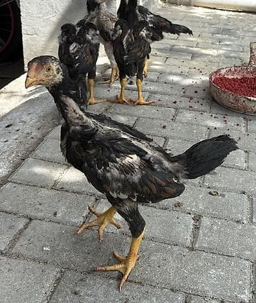 Damazlıq, Ünvandan götürmə