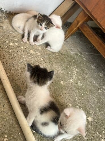 pişik damı: Dişi, Erkək, Yaxşı əllərə, Pulsuz çatdırılma — 4