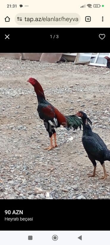 Məhsul: Heyrati beçəsi - Növ: Heyrati (döyüş cinsi) - Cins: Beçə