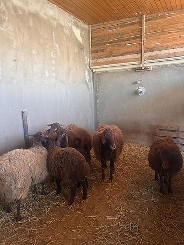 at yalinda satilan evler: 5 qoyun 1 qoç 4 quzu satılır Ünvan: Ramana kəndi əlaqə nömrəsi — 1