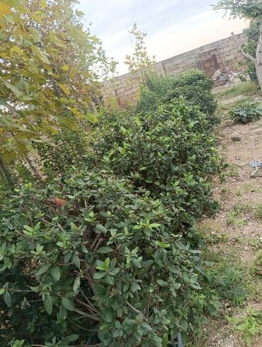 badam qiyməti: Xan cinar 3metir 4 metrlik 15 azin çox alsaz mzakire olunacaq — 3