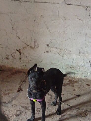 setter it cinsinin digər adı: Bu, qara rəngdə, orta ölçülü bir itdir. İtin qulaqları yuxarıya doğru — 4