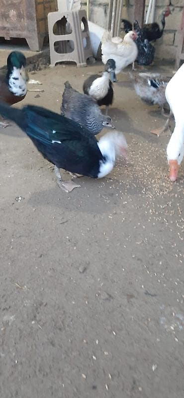 Muscovy (indo) ördəkləri – yerli təsərrüfatdan. Xüsusiyyətlər: -