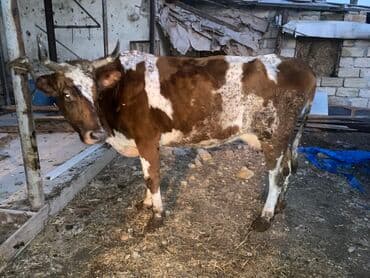 Inəklər, öküzlər: Bakı malıdı tovle malıdı keskılıkdı — 4