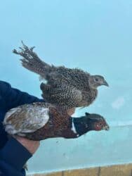 pulsuz heyvanlar verilir: Qafqaz Qırqovulu 1 cütü 60 azn — 4