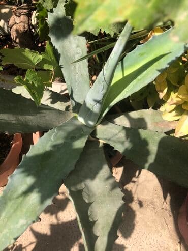 Geniş, qalın yarpaqları ilə tanınan, dərin yaşıl rəngli bir aqava