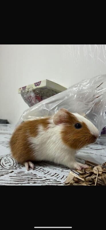 Ev heyvanı – Qvineya donuzu (kavyə) - Növ: Qvineya donuzu, qısa/orta