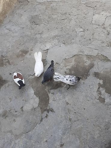 kakadu quşu: 4 dene goyercin biri 3 azn — 3
