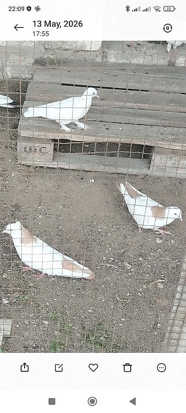 Sarı boyunlar cut Xüsusiyyətlər: - Rəng: ağ fon üzərində krem-qəhvəyi