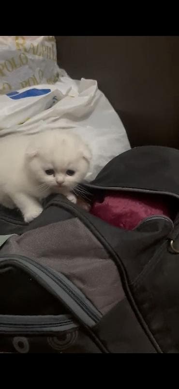 şotlan pişik: Şotland yastı qulaq, Erkək, Dişi — 1