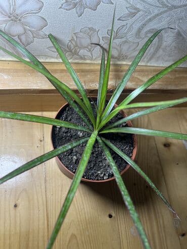 подарки из дерева: Ковер — 68