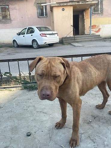 poodle it: 1 il, Dişi, Sənədli, Ünvandan götürmə — 2